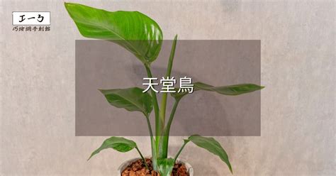 紅色天堂鳥|天堂鳥植物完全栽培指南 從選擇到養護 